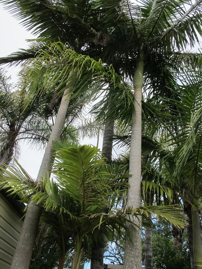 Melaleuca Caravan Park Port Macquarie Kültér fotó